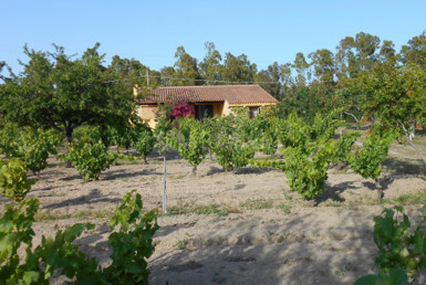 Délicieuse maison à la campagne à Conc è Mortu entourée par vignoble et arbres fruitiers