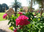 Wineyard-Santa Caterina-Agriturismo-Sardinia-19