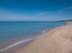 mare